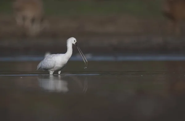 Spoonbill Pesca de manhã — Fotografia de Stock