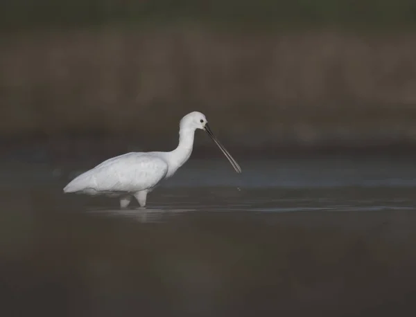 Spoonbill Pesca de manhã — Fotografia de Stock