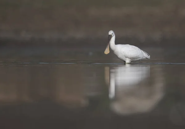 Spoonbill Pesca de manhã — Fotografia de Stock