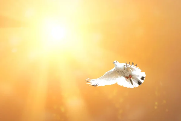 白い鳩が飛び — ストック写真