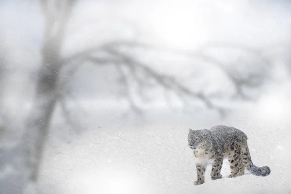 Kar fırtınası yabani kar leoparı