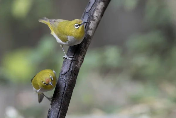 Gangesbrilvogel — Stockfoto