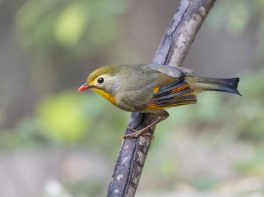 Kırmızı gagalı leiothrix
