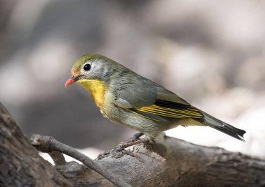 Kırmızı gagalı leiothrix