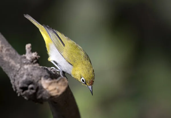 Gangesbrilvogel — Stockfoto