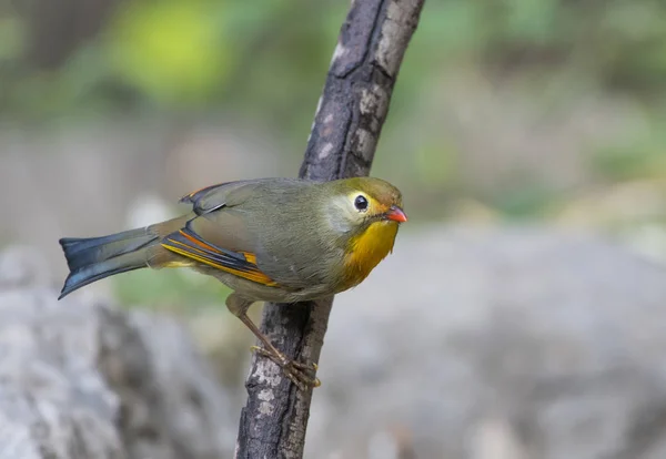 Die rostige Ente — Stockfoto