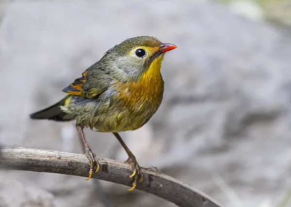 Red-billed leiothrix — Stock Photo, Image