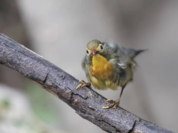 Söt Fågel Rödnäbbad Sångtimalia — Stockfoto