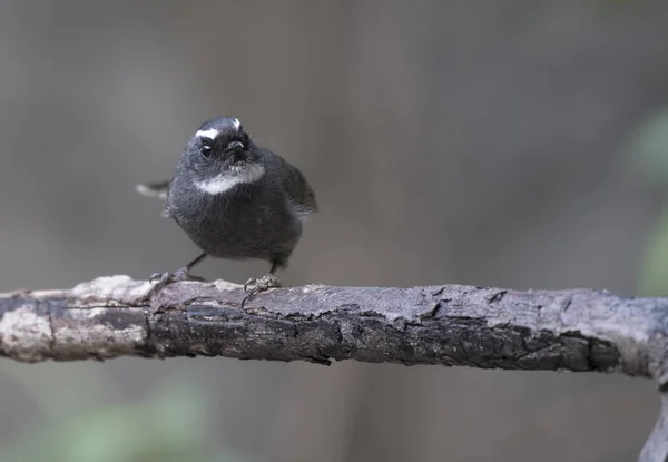 Fantail de garganta blanca (Rhipidura albicollis ) — Foto de Stock