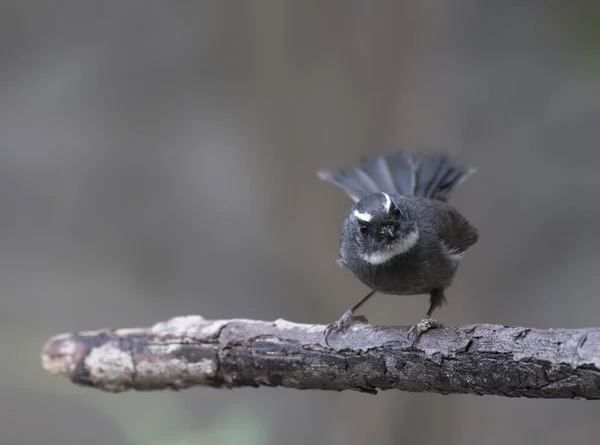 Weißkehlfantail (rhipidura albicollis)) — Stockfoto