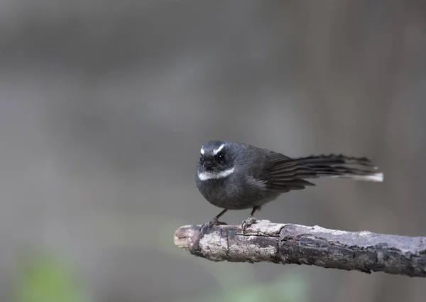 Fantail de garganta branca (Rhipidura albicollis ) — Fotografia de Stock