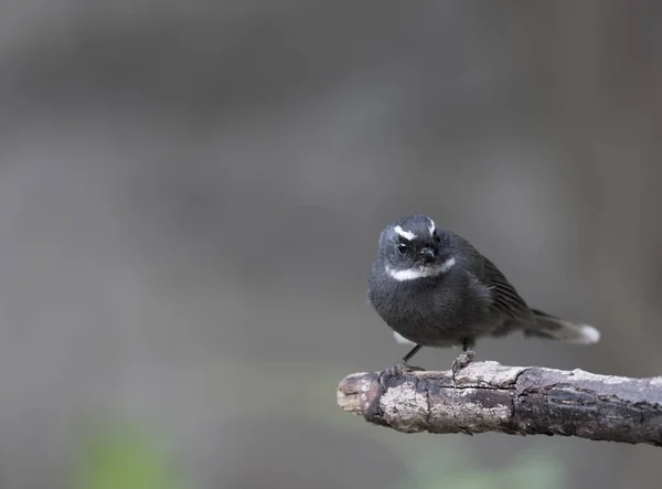 Fantail de garganta branca (Rhipidura albicollis ) — Fotografia de Stock