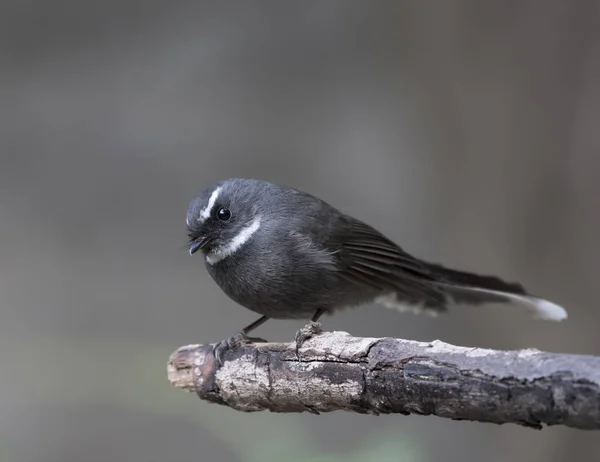 Fantail de garganta branca (Rhipidura albicollis ) — Fotografia de Stock