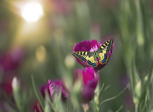 Vacker Fjäril Blomma — Stockfoto