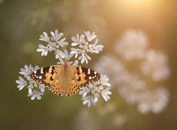 Imagem borboleta de Acima ao nascer do sol — Fotografia de Stock