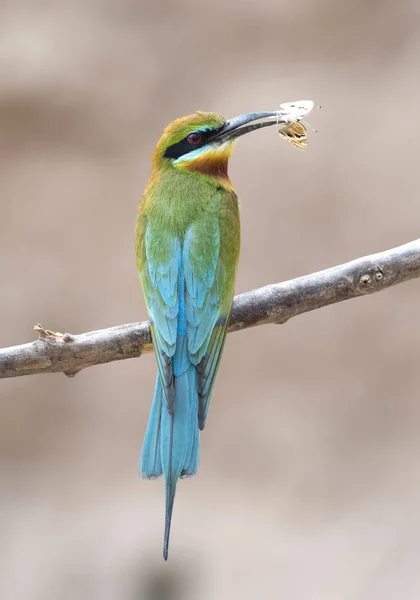 Blauwe bijeneter — Stockfoto