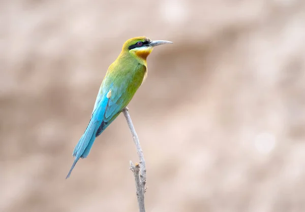 Blue tailed bee eater — Stok Foto