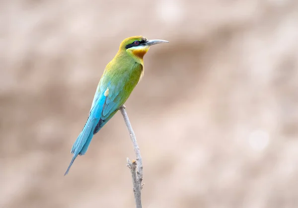 Blauwe bijeneter — Stockfoto