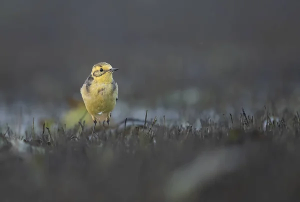 O Citrino wagtail em serach de comida em zonas húmidas — Fotografia de Stock