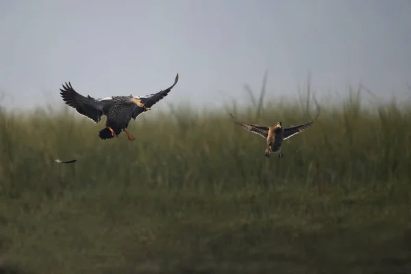 Indické skvrny fakturované přistání kachny — Stock fotografie