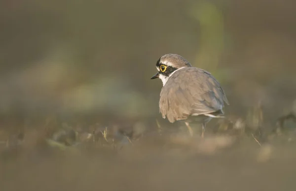 Kleine geringde plevier terug profiel afbeelding — Stockfoto