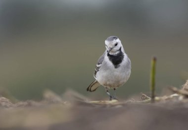 Beyaz kuyruksallayan