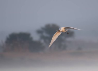Avrasya kaşık faturası (Platalea lucorodia)