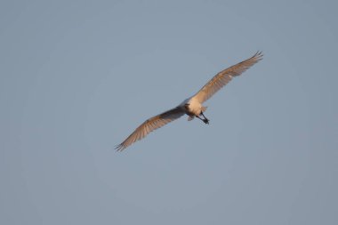 Avrasya kaşık faturası (Platalea lucorodia)