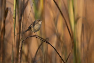 Levrek üzerinde şarkı söyleyen basit bir baskı. 