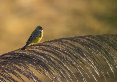 Kırmızı başlı kiraz kuşu