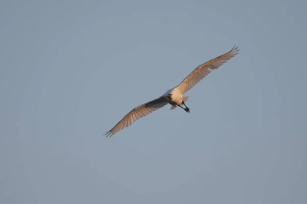 欧亚线虫(Platalea leucorodia)) — 图库照片