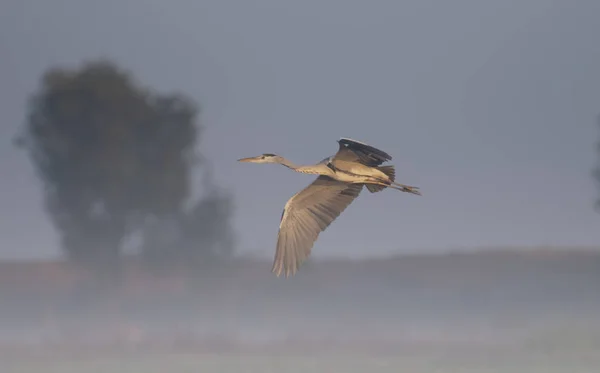 Heron gri care zboară în dimineața cețoasă — Fotografie, imagine de stoc