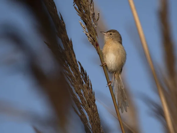 Prinia plaine chantant sur la perche — Photo