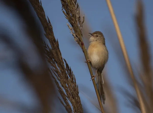 Plain prinia  singing on perch — Stock Photo, Image