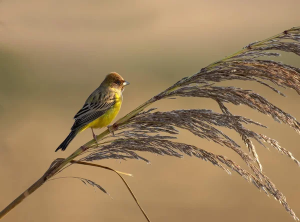 Red headed bunting — Stock Photo, Image