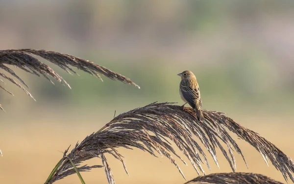 Röd rubriken bunting — Stockfoto