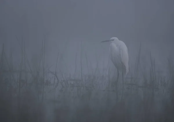 Pequena garça na manhã enevoada — Fotografia de Stock