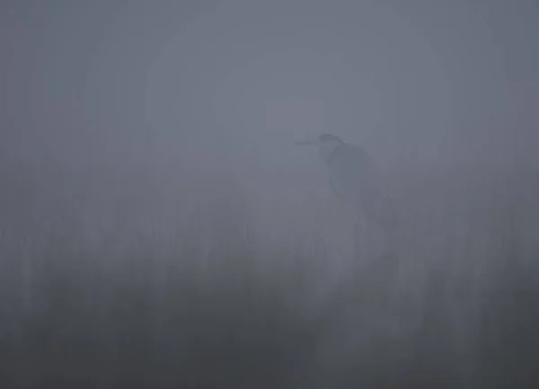 Graureiher am nebligen Morgen — Stockfoto