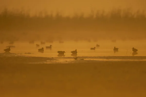 Rebanho de patos em zonas húmidas ao nascer do sol — Fotografia de Stock