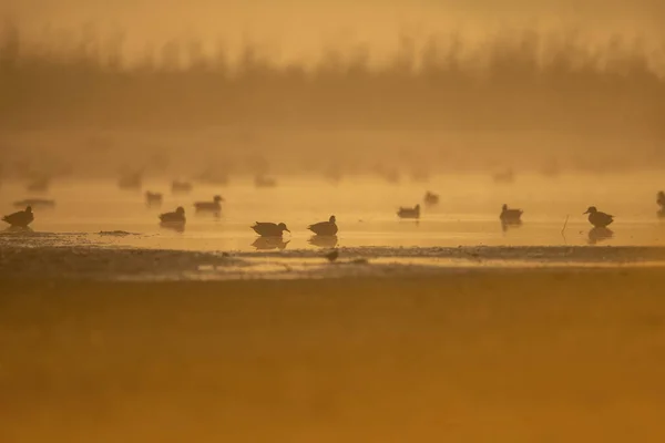 Rebanho de patos em zonas húmidas ao nascer do sol — Fotografia de Stock