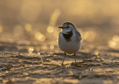 Sabahları Beyaz Kuyruk