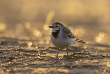 Sabahları Beyaz Kuyruk