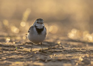 Sabahları Beyaz Kuyruk