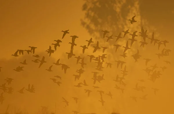 Rebanho de aves voando ao nascer do sol — Fotografia de Stock