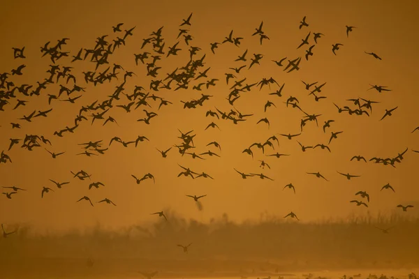 Bandada de aves volando al amanecer hermosos colores en el cielo — Foto de Stock