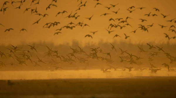 Bandada de patos que desembarcan en el lago — Foto de Stock