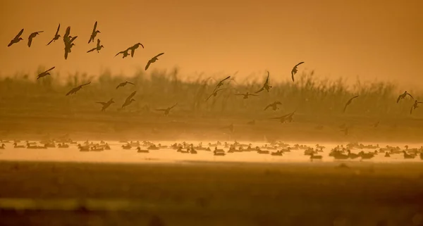 Bando de aves ao nascer do sol — Fotografia de Stock