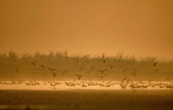 Rebanho de pássaros pousando ao nascer do sol — Fotografia de Stock