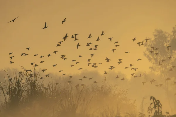 Rebanho de pássaros voando ao nascer do sol belas cores no céu — Fotografia de Stock