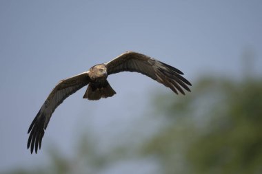 Marsh Harrier Uçuyor 